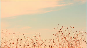 Pastel Skyline With Delicate Wildflower Stems In Soft Golden Light HD wallpaper