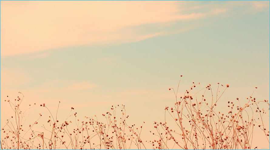 Pastel Skyline With Delicate Wildflower Stems In Soft Golden Light HD wallpaper