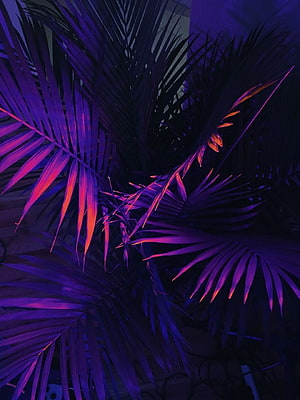 Neon Purple Palm Fronds in Dark Tropical Setting HD phone wallpaper