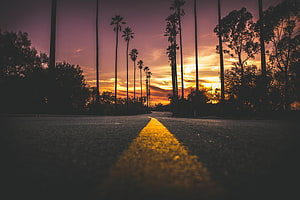 Sunset Road With Palm Trees And Yellow Center Line HD wallpaper