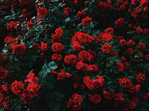 Vibrant Red Rose Bush in Full Bloom with Dark Green Foliage HD wallpaper