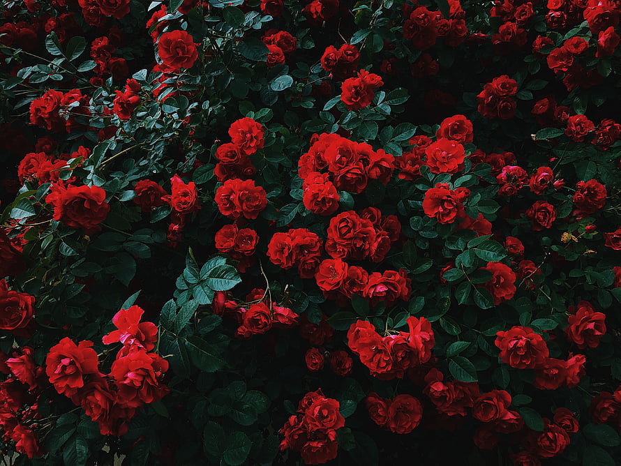 Vibrant Red Rose Bush in Full Bloom with Dark Green Foliage HD wallpaper