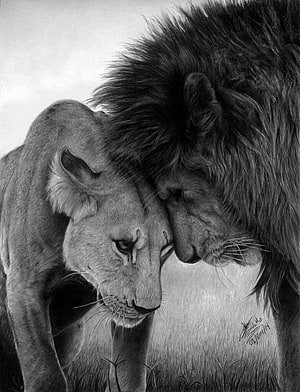 Miguel Angel Zavala Realistic Black and White Drawing of a Tender Lion Couple HD phone wallpaper