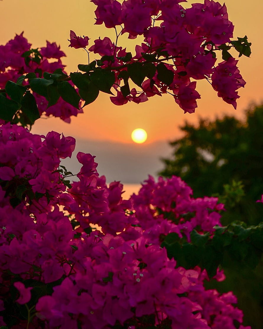Vibrant magenta bougainvillea blossoms silhouetted against a warm golden sunset sky HD phone wallpaper