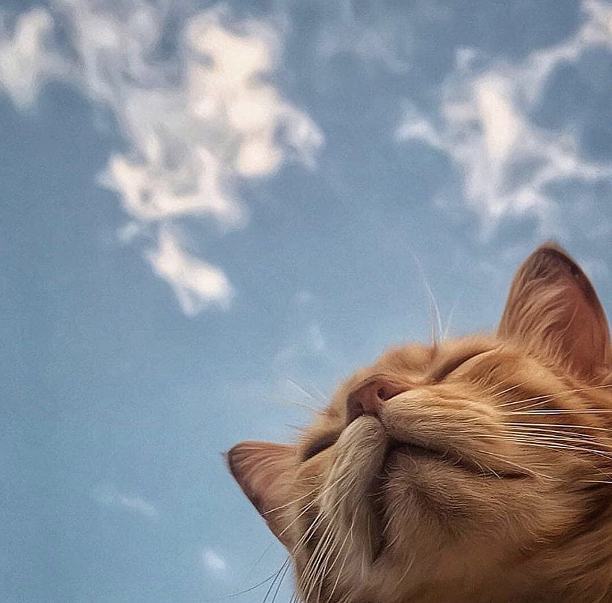 Content Orange Tabby Cat Basking in Sunlight Against Blue Sky HD wallpaper