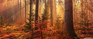 Sunlit Autumn Forest with Golden Rays and Misty Pine Trees HD wallpaper