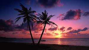 Tropical Sunset Over Calm Ocean With Silhouetted Palm Trees HD wallpaper