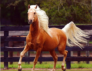 Palomino Arabian Stallion Trotting Past a Dark Wooden Fence in a Pasture HD wallpaper