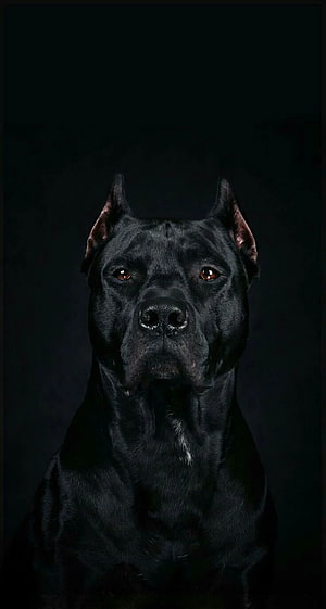 Black Cane Corso Portrait with Intense Amber Eyes on Dark Background HD phone wallpaper