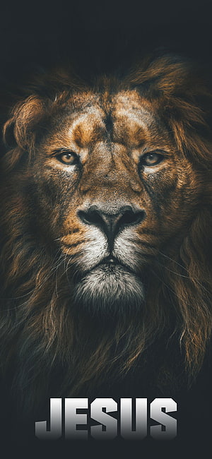 Majestic Lion Portrait with Jesus Text on Dark Background HD phone wallpaper