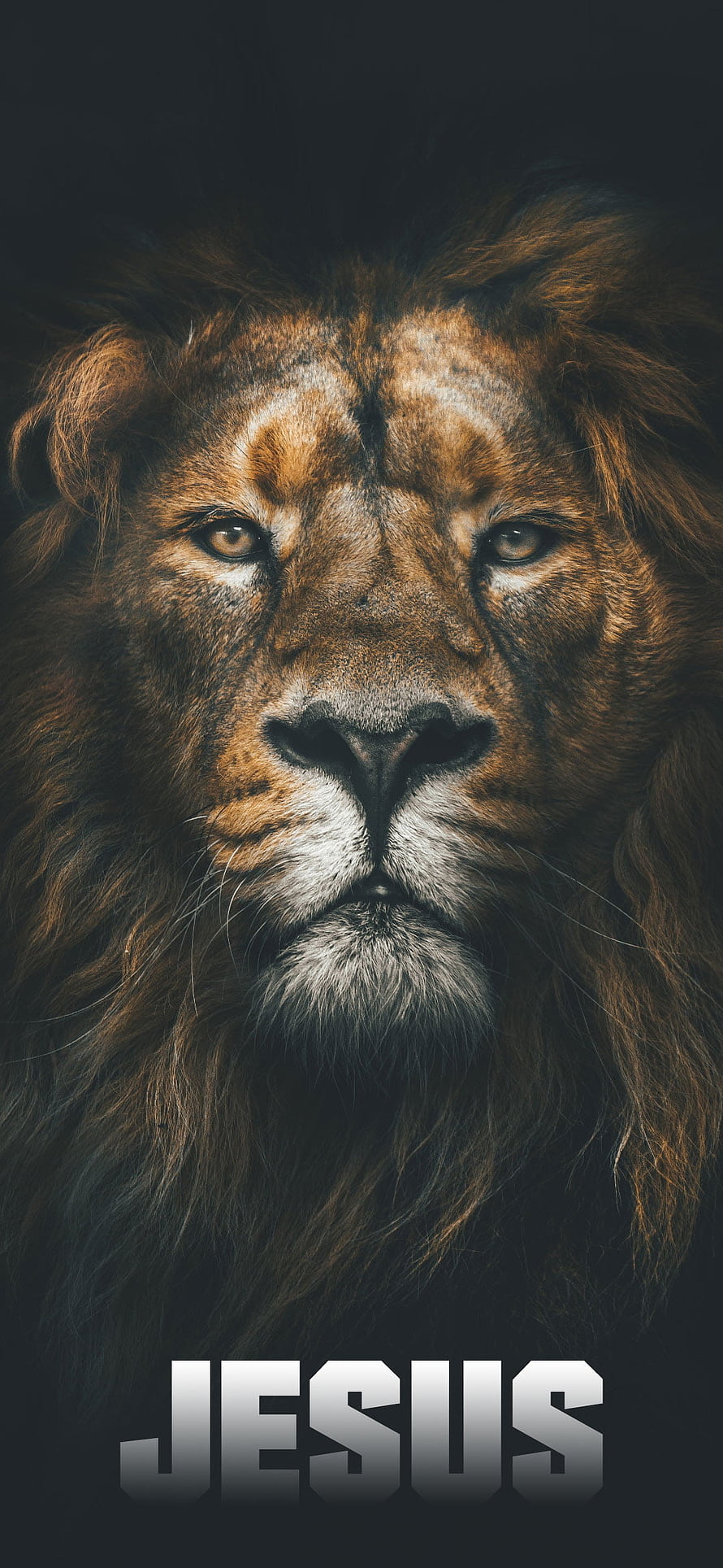 Majestic Lion Portrait with Jesus Text on Dark Background HD phone wallpaper