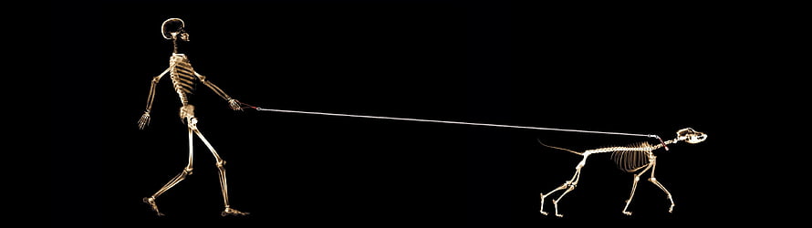 Human and Dog Skeletons Walking on a Leash Against Black Background HD wallpaper