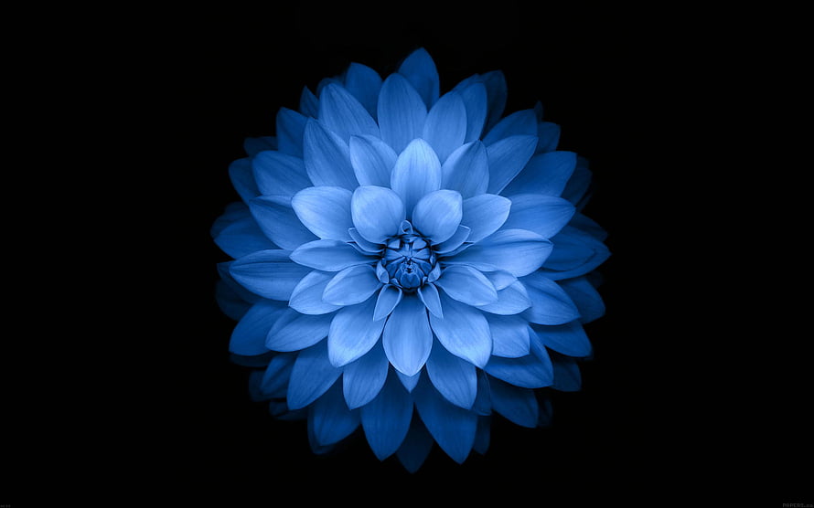 Vibrant Blue Lotus Flower Macro Photography on Black Background HD wallpaper