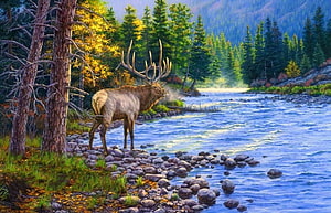 Majestic Elk with Large Antlers Standing on Rocky Riverbank in Autumn Forest HD wallpaper