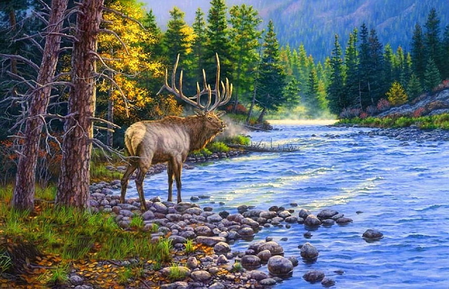 Majestic Elk with Large Antlers Standing on Rocky Riverbank in Autumn Forest HD wallpaper