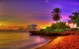 Vibrant Tropical Beach at Sunset with Palm Trees and Calm Ocean Waters HD wallpaper