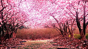 Pink Cherry Blossom Tunnel in Full Spring Bloom with Fallen Petals on the Ground HD wallpaper