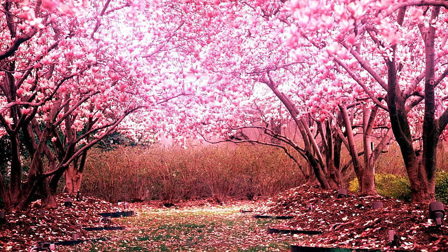 Pink Cherry Blossom Tunnel in Full Spring Bloom with Fallen Petals on the Ground HD wallpaper