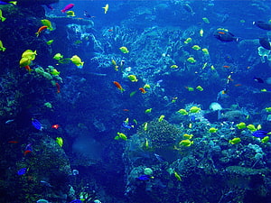 Vibrant School of Tropical Fish Swimming Through a Deep Blue Coral Reef HD wallpaper