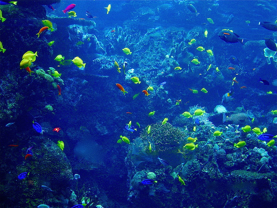 Vibrant School of Tropical Fish Swimming Through a Deep Blue Coral Reef HD wallpaper