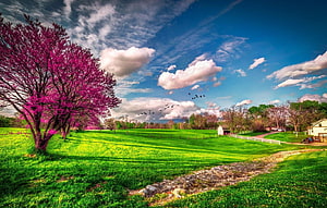 Vibrant Spring Farm Landscape with Pink Flowering Trees and Green Pastures HD wallpaper