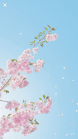 Delicate Pink Cherry Blossoms Blooming Against a Clear Blue Sky with Falling Petals HD phone wallpaper