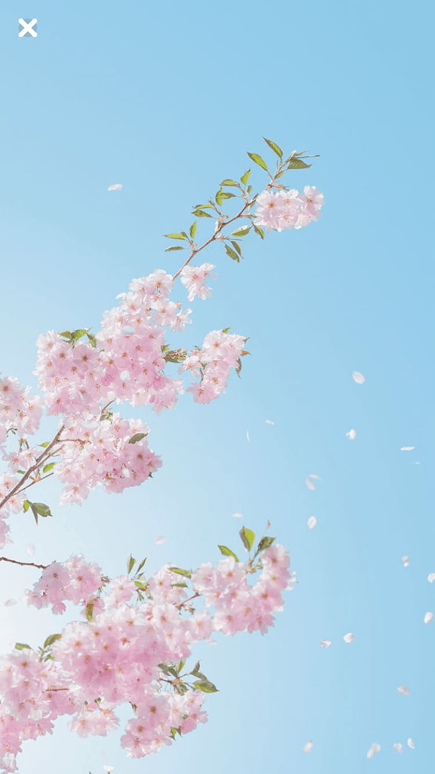 Delicate Pink Cherry Blossoms Blooming Against a Clear Blue Sky with Falling Petals HD phone wallpaper