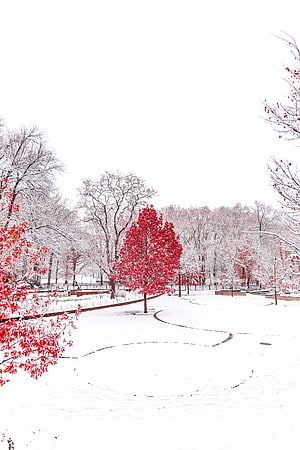 Vibrant Red Maple Tree Standing Alone in a Snow Covered Winter Park Landscape HD phone wallpaper