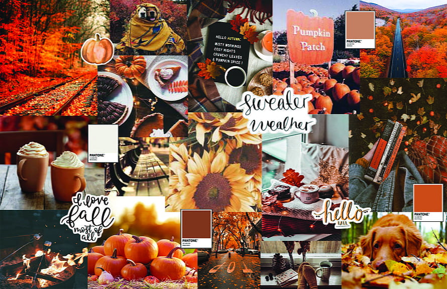 Cozy Autumn Collage Featuring Pumpkins, Fall Foliage, and Seasonal Decor HD wallpaper