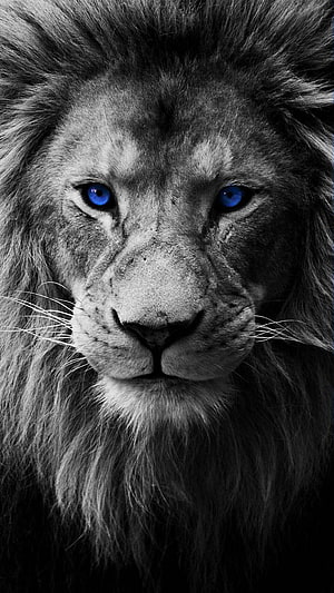 Majestic Male Lion Portrait With Striking Blue Eyes In Black And White HD phone wallpaper