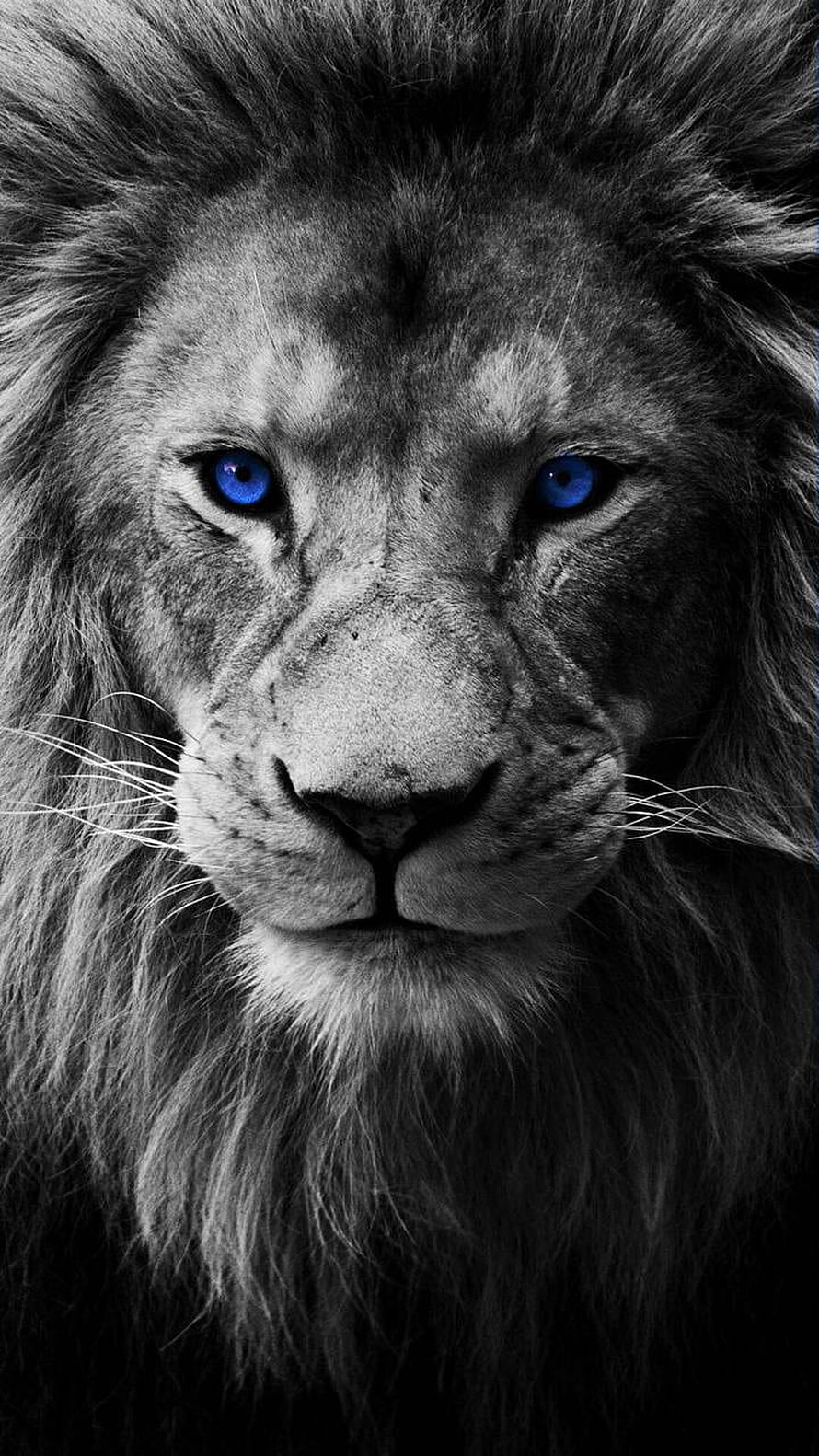 Majestic Male Lion Portrait With Striking Blue Eyes In Black And White HD phone wallpaper
