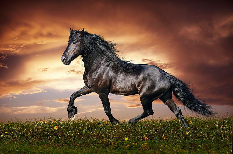 Black Horse Galloping Through a Flower-Filled Meadow at Sunset HD wallpaper