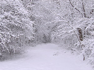 Snow-Laden Forest Path: A Serene Winter Nature Scene with Frosted Branches HD wallpaper