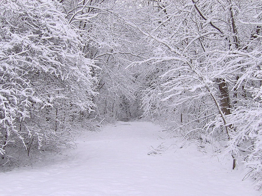Snow-Laden Forest Path: A Serene Winter Nature Scene with Frosted Branches HD wallpaper