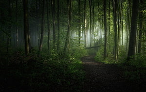 Misty Forest Path With Sunbeams Filtering Through Tall Green Trees HD wallpaper