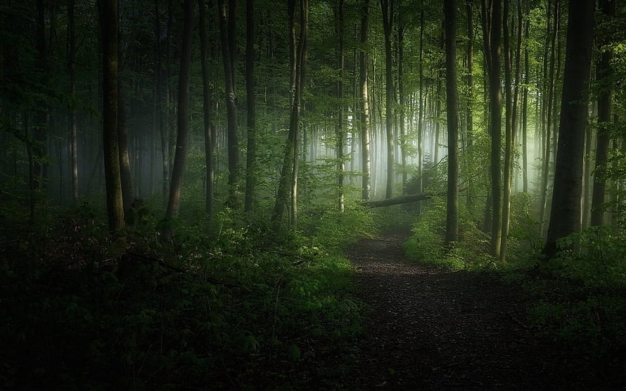 Misty Forest Path With Sunbeams Filtering Through Tall Green Trees HD wallpaper