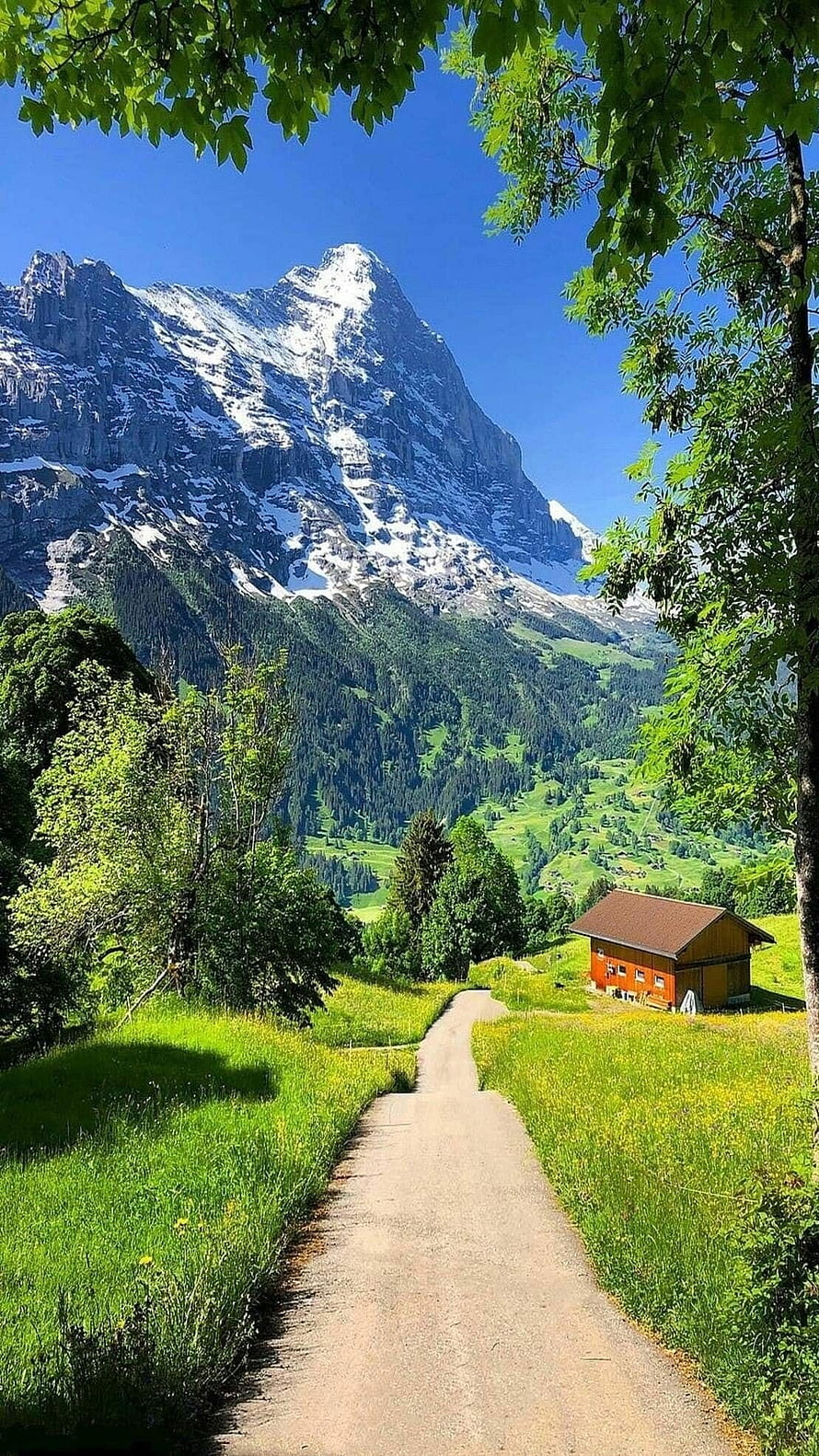 Alpine Mountain Valley with Snow-Capped Peak and Rustic Barn HD phone wallpaper