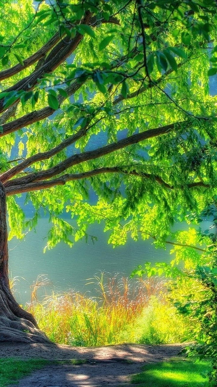 Sunlit Tree Branches Overlooking a Serene Lake with Lush Green Foliage and Wild Grasses HD phone wallpaper