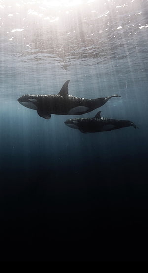 Two Orca Whales Swimming in Deep Blue Ocean Water with Sunlight Rays HD phone wallpaper