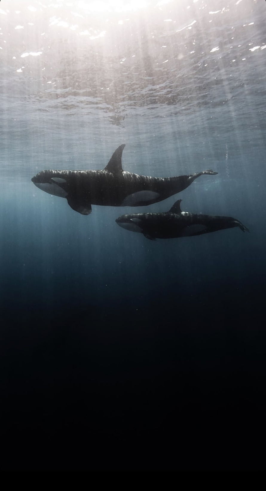 Two Orca Whales Swimming in Deep Blue Ocean Water with Sunlight Rays HD phone wallpaper
