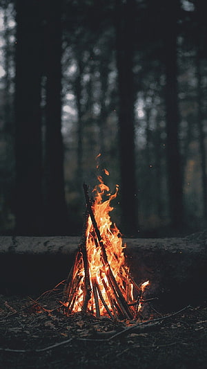 Cozy campfire burning in a dark forest with tall trees and glowing embers HD phone wallpaper