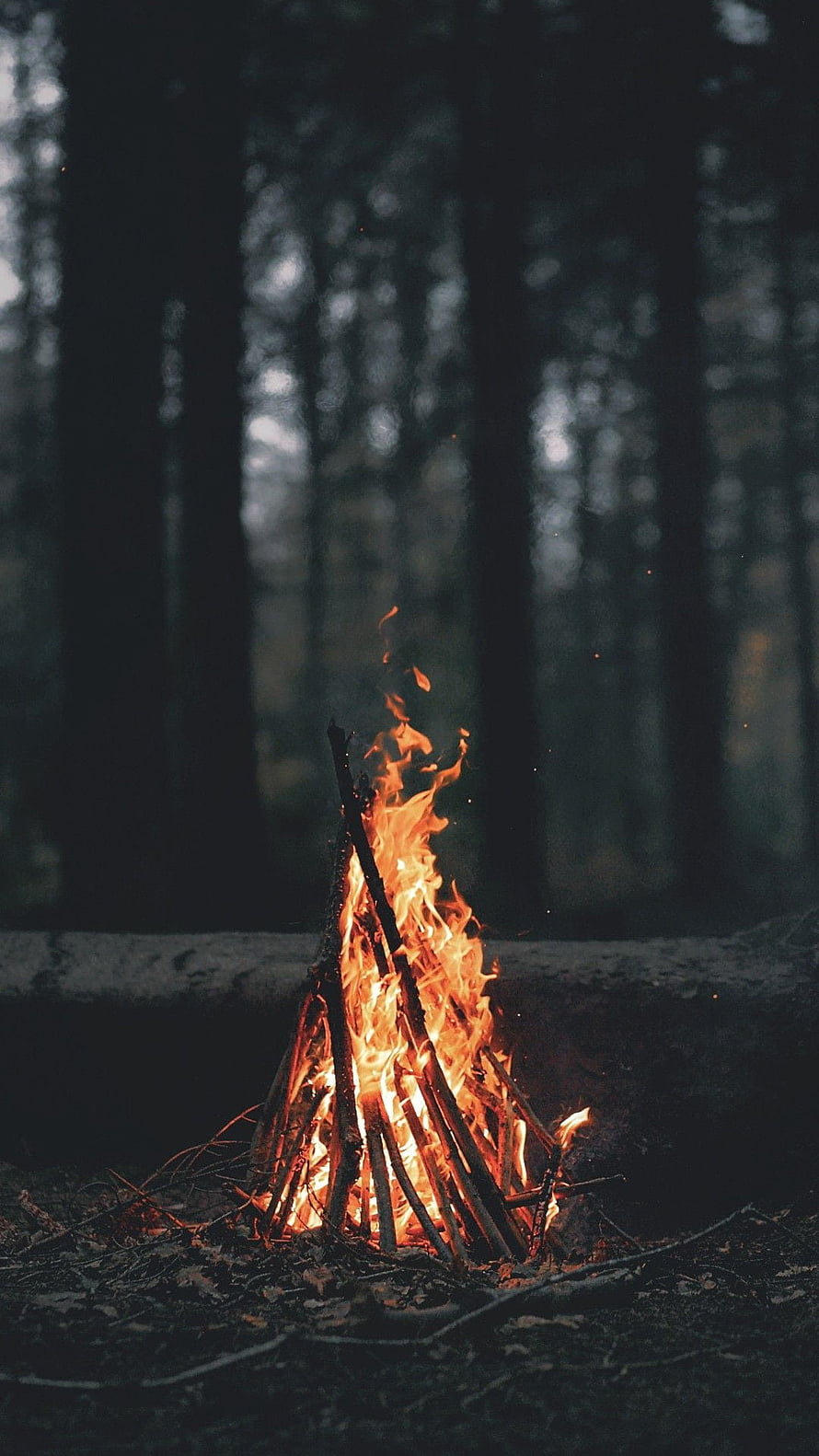 Cozy campfire burning in a dark forest with tall trees and glowing embers HD phone wallpaper
