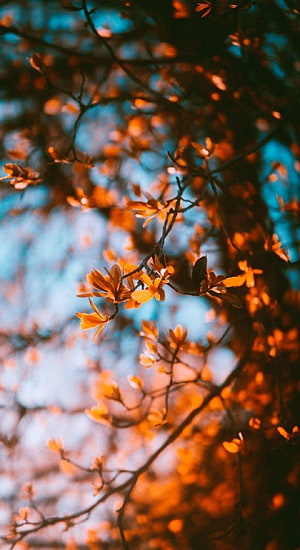 Autumn Aesthetic Tree Branches with Golden Leaves Against a Soft Blue Sky HD phone wallpaper