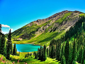 Vibrant Alpine Lake Surrounded by Lush Green Slopes and Tall Coniferous Forests Under a Clear Blue Sky HD wallpaper