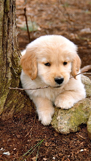 Adorable Golden Retriever Puppy Chewing a Twig in a Forest Setting HD phone wallpaper