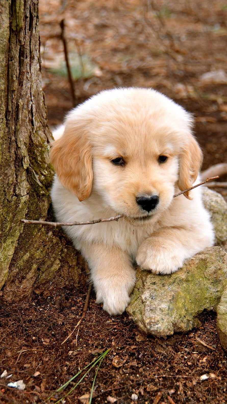 Adorable Golden Retriever Puppy Chewing a Twig in a Forest Setting HD phone wallpaper