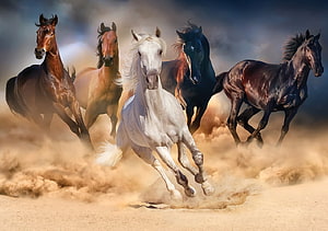 Five wild horses galloping through a dusty desert landscape in a dramatic digital painting HD wallpaper