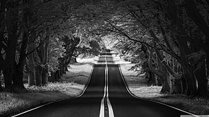 Monochrome Tree Tunnel Road Leading Into The Distance HD wallpaper