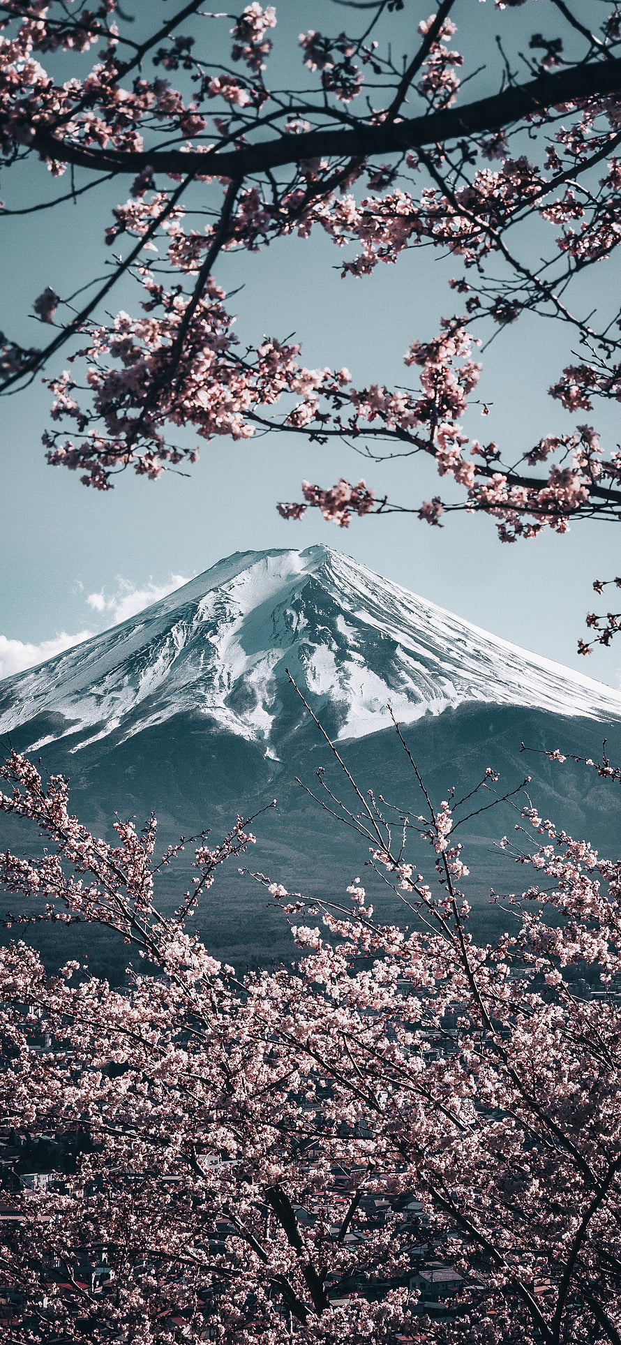 Mount Fuji framed by blooming cherry blossoms under a clear spring sky in Japan HD phone wallpaper