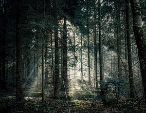 Misty Evergreen Forest with Sunbeams Filtering Through Tall Pine Trees HD wallpaper